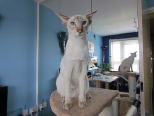 Betty courtersy of Dainti paws Siamese & Orientals